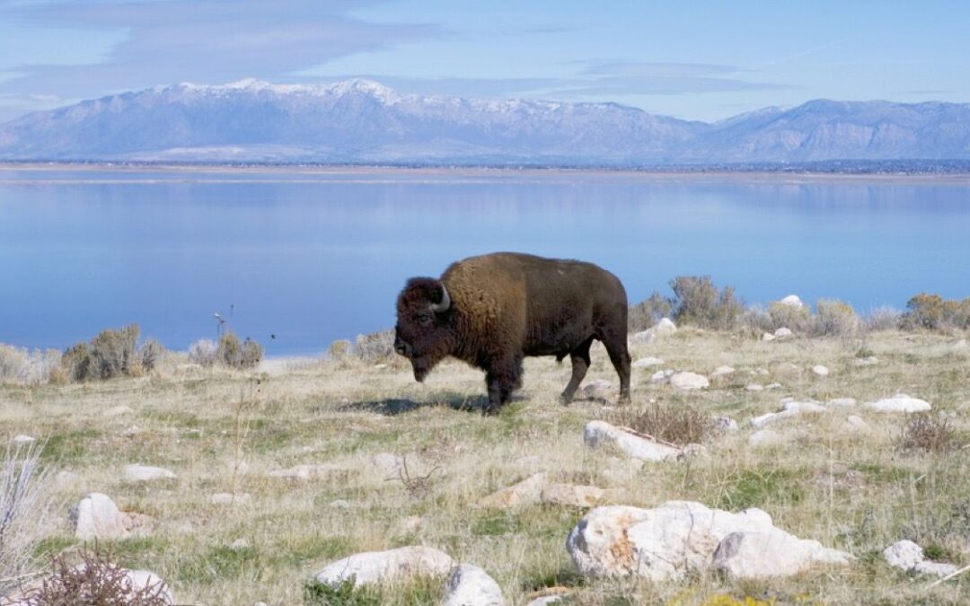 10 Things You Didn’t Know You Could Do At Antelope Island State Park