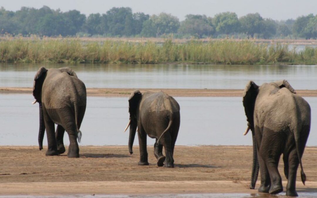 10 Awesome Things To See & Do In Lower Zambezi National Park